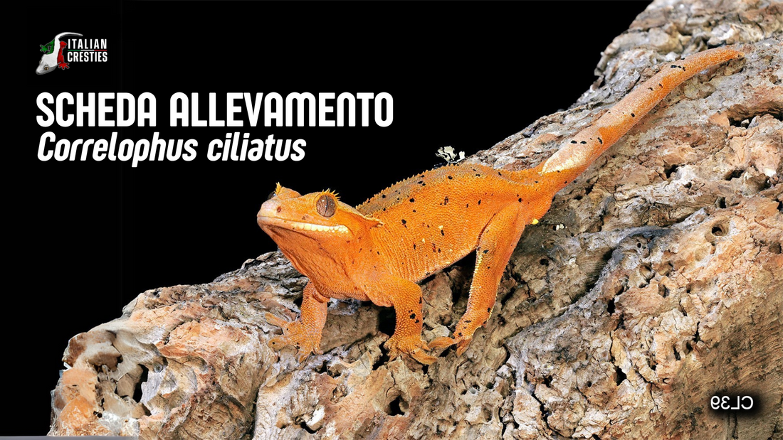 Correlophus ciliatus: scheda di gestione e allevamento