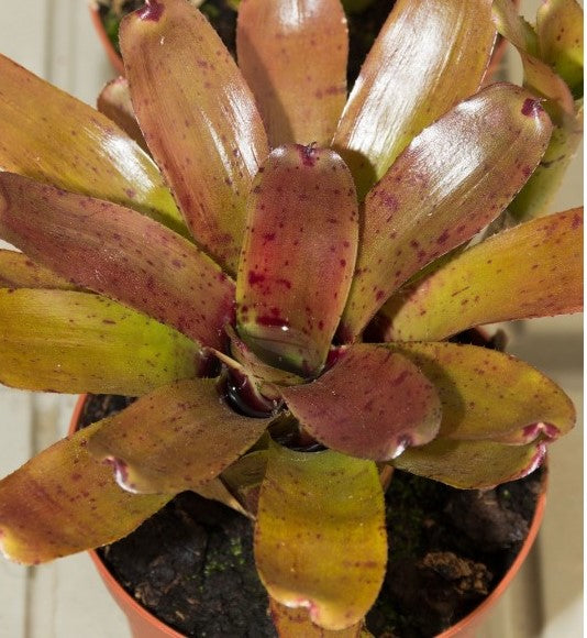 Neoregelia rubrifolia Hybrid