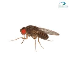 DROSOPHILA HYDEI