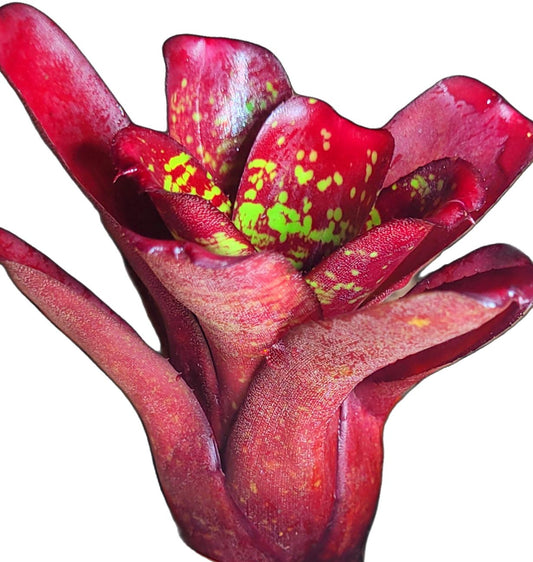 NEOREGELIA DARTANION