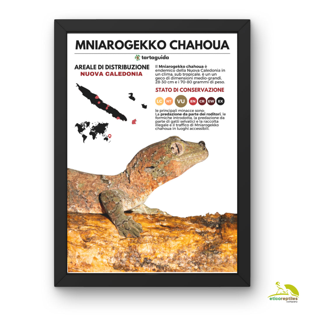 POSTER MNIAROGEKKO CHAHOUA